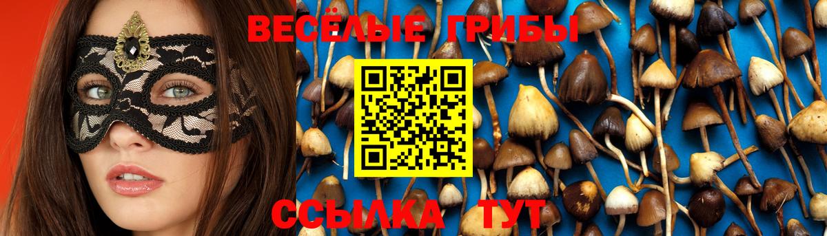 Галлюциногенные грибы Psilocybine cubensis Камень-на-Оби